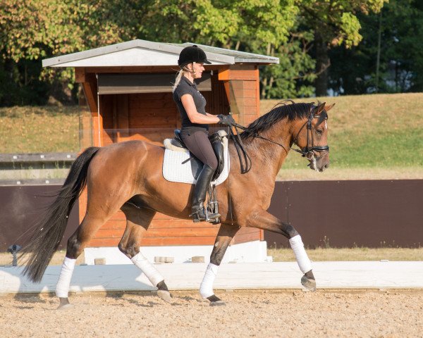 dressage horse Vancouver 56 (Hanoverian, 2011, from L-Vainqueur)