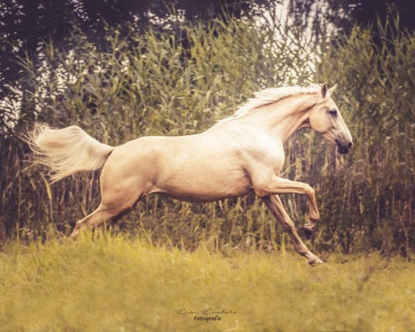 Pferd Quandoro (Deutsches Sportpferd, 2013, von Quaterhall)