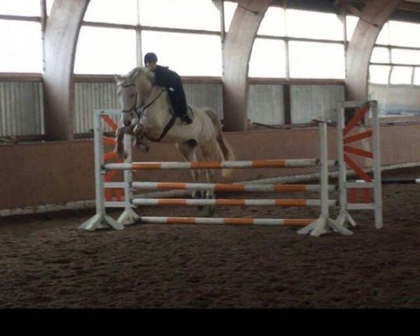 jumper Carlo 466 (Hanoverian, 2009, from Carrico)