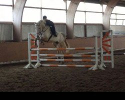 jumper Carlo 466 (Hanoverian, 2009, from Carrico)