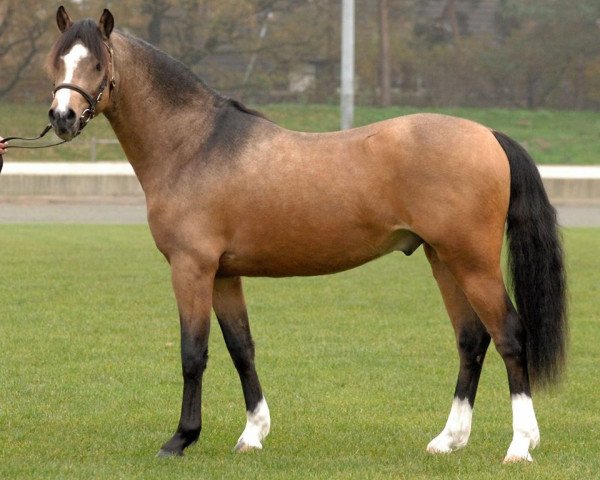 Deckhengst Eyarth Jazz (Welsh Pony (Sek.B), 2012, von Eyarth Tayma)