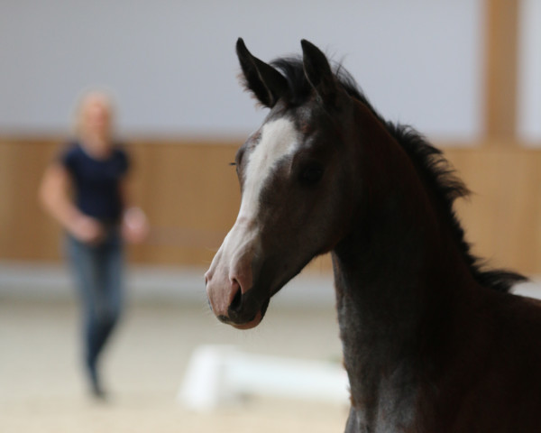 Zuchtstute Colestus Ludger Beerbaum Stutfohlen (Deutsches Reitpferd, 2018, von Colestus)