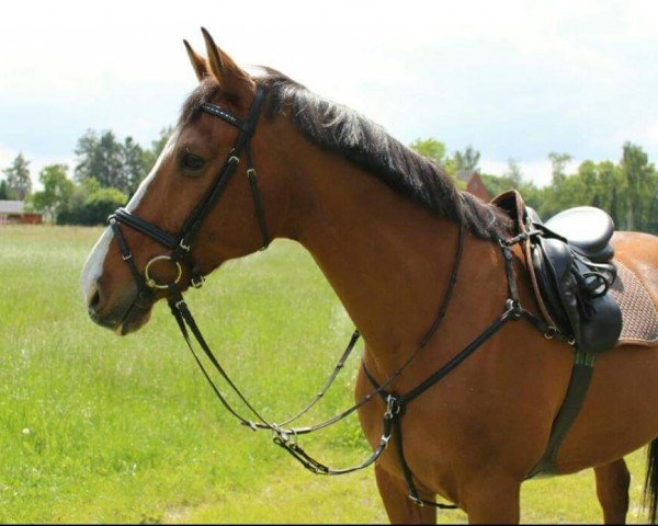 jumper Experience 6 (KWPN (Royal Dutch Sporthorse), 1991, from El Corona)