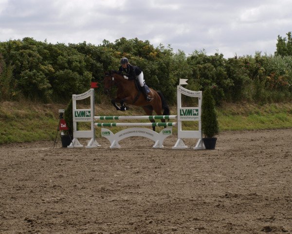 jumper Cormintino (Holsteiner, 2011, from Cormint) jumper Cormintino (Holsteiner, 2011, from Cormint)