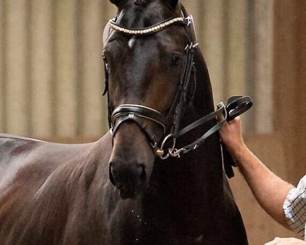 horse Deichwind (Hanoverian, 2015, from Don Index)