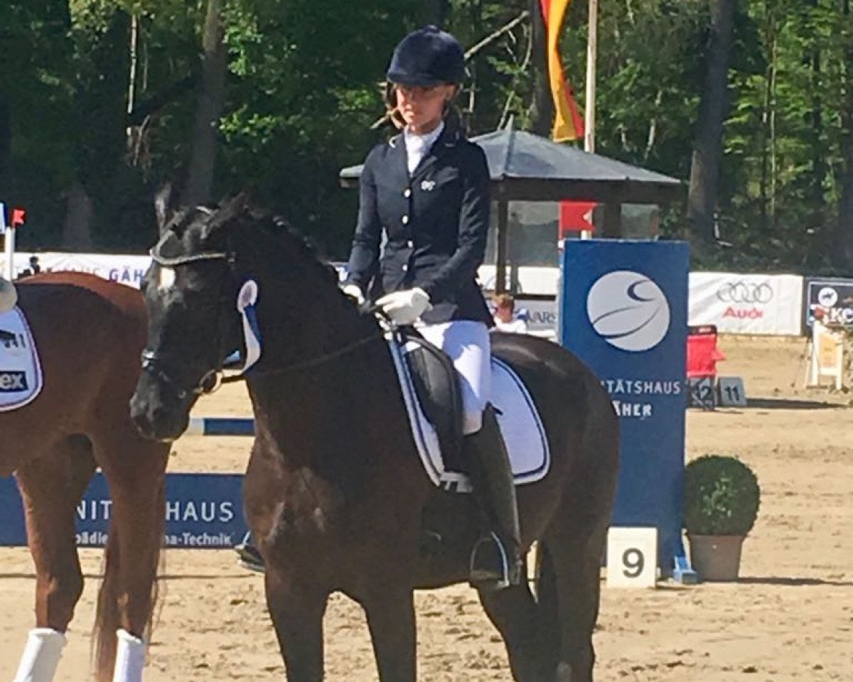 dressage horse Sergeant Pepper 49 (German Warmblood, 2014, from Scuderia)