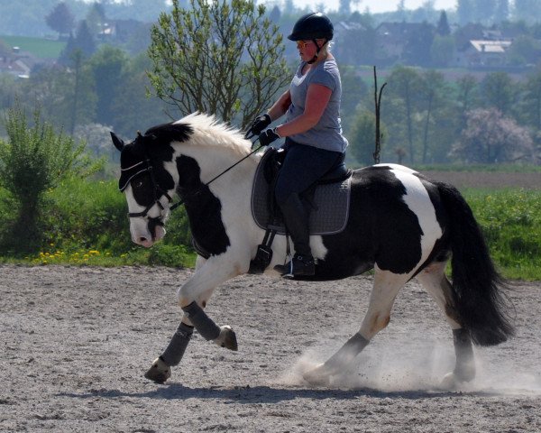 dressage horse Tara von Götzenstein (Tinker / Irish Cob / Gypsy Vanner, 2010, from Tonka vom Götzenstein)