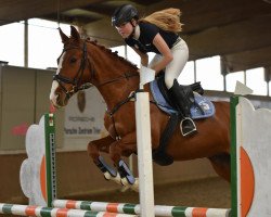 jumper Dedicace du Chéri Vivier (Belgian Warmblood, 2003)