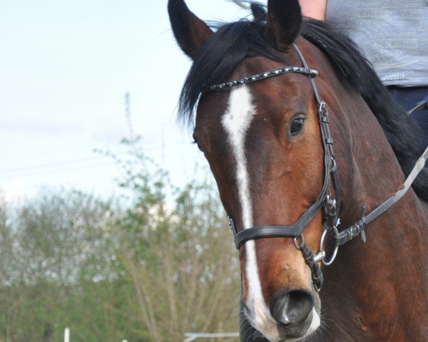 horse Emilio 91 (Hanoverian, 2005, from Escudo I)