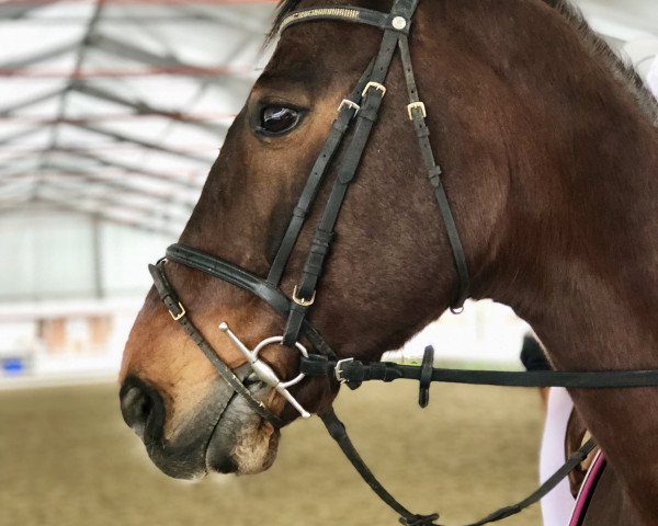 jumper Coy Z (Zangersheide riding horse, 2003, from Coriano) jumper Coy Z (Zangersheide riding horse, 2003, from Coriano)
