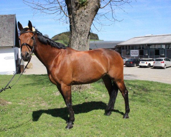 horse Release Me (Hanoverian, 2007, from Red Rossini)