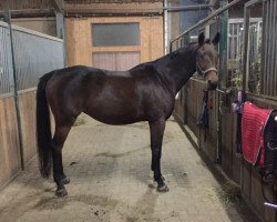 broodmare Latizia (Württemberger, 2006, from Latizio)