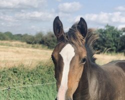 Pferd Stute von Casall / Quirado (Holsteiner, 2021, von Casall Ask)