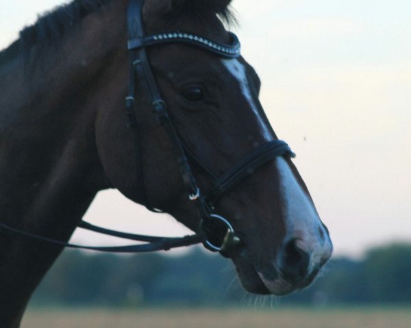 horse Wenko (Hanoverian, 2006, from Wolkentanz I)