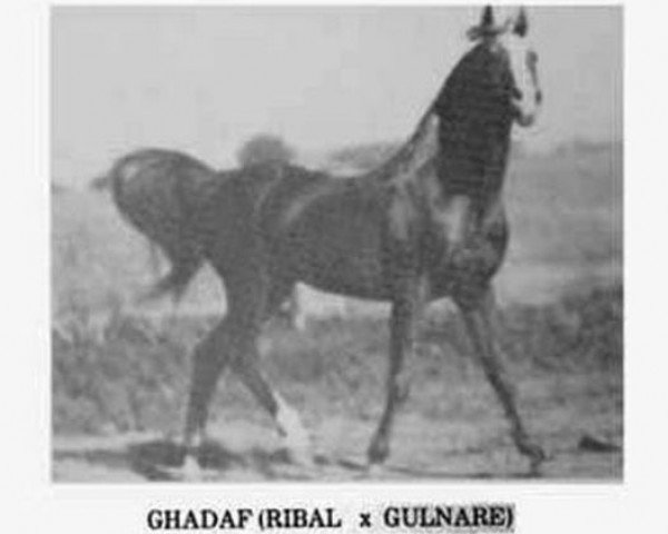 stallion Ghadaf ox (Arabian purebred, 1929, from Ribal 1920 ox)
