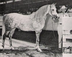 broodmare Sahara Queen ox (Arabian purebred, 1960, from Ferseyn ox)