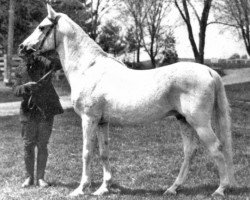 stallion Abbeian 1889 ox (Arabian purebred, 1889)