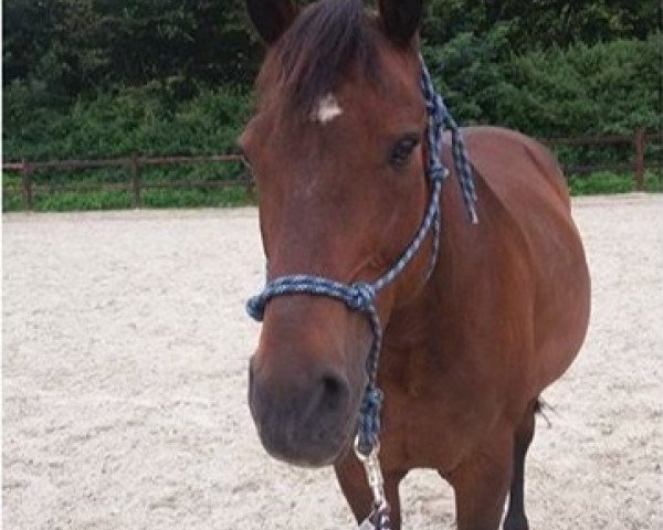 jumper Holsteins Ordenträger (German Riding Pony, 1997, from Orakel)