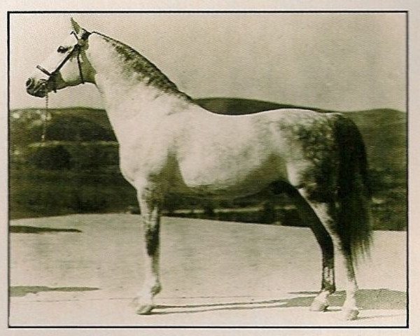 Stallion Jadaan ox (Purebred Arabian, 1916, from Abbeian 1889 ox)