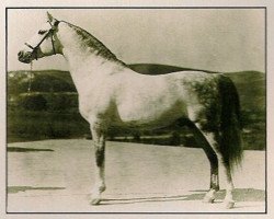 stallion Jadaan ox (Arabian purebred, 1916, from Abbeian 1889 ox)