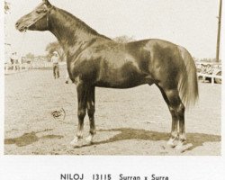 stallion Niloj ox (Arabian purebred, 1958, from Surran ox)