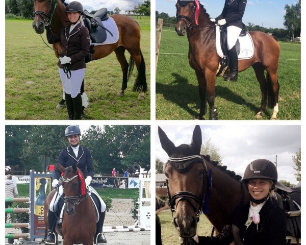 dressage horse Amicelli 145 (Westphalian, 2003, from Aquilino)