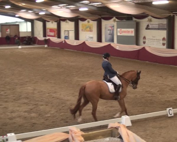 Reitturnier Eppelheim 2018