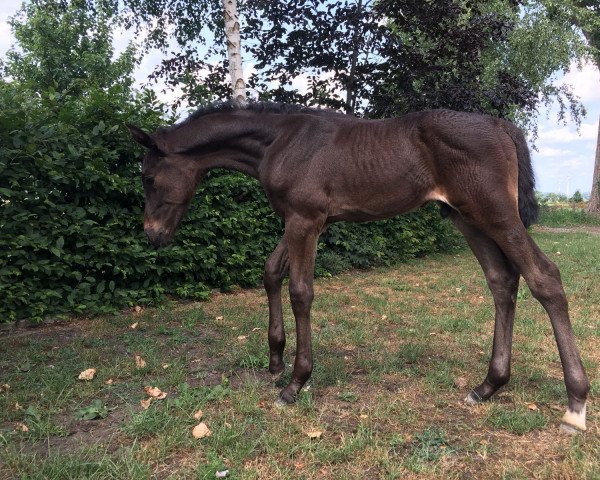 dressage horse Littlemill GH (Hanoverian, 2018, from Landstreicher)