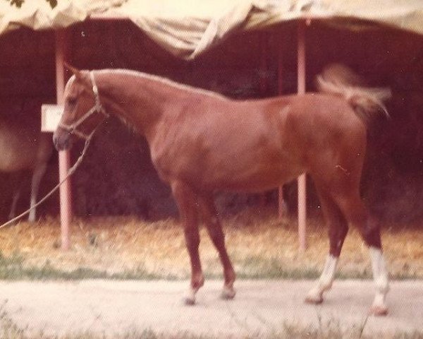 broodmare Meharilla ox (Arabian purebred, 1974, from Jaguay 1968 ox)
