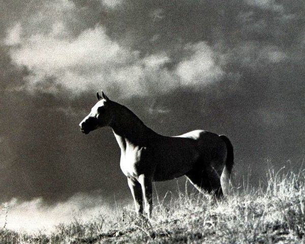horse Nilo ox (Arabian purebred, 1975, from Jaguay 1968 ox)