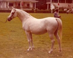 broodmare Arilla ox (Arabian purebred, 1961, from Malvito ox)