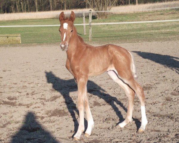 dressage horse Vino Kann's (Westphalian, 2018, from Vito Corleone S)
