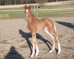 dressage horse Vino Kann's (Westphalian, 2018, from Vito Corleone S)