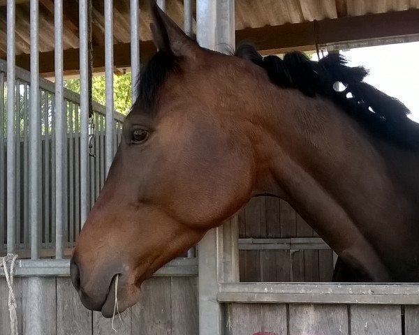 Pferd Art and Glory xx (Englisches Vollblut, 2014, von Fame And Glory xx) Pferd Art and Glory xx (Englisches Vollblut, 2014, von Fame And Glory xx)