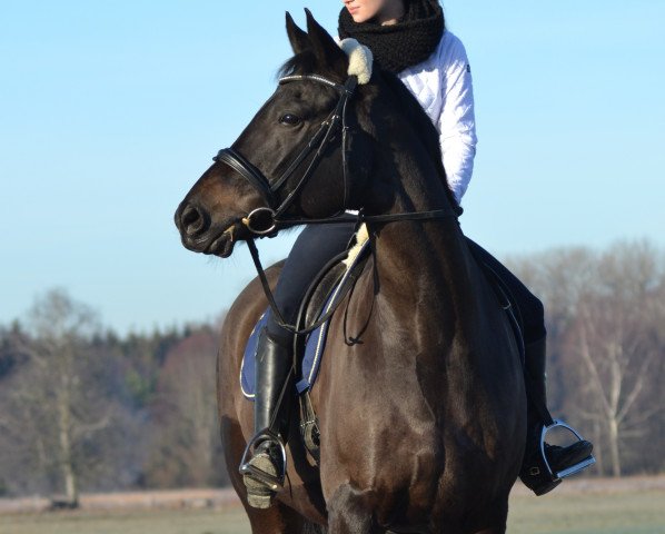 horse Kenzel (Trakehner, 2005, from King Arthur TSF)