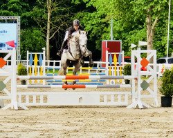 jumper Zeus 191 (Holsteiner, 2013, from Zirocco Blue)