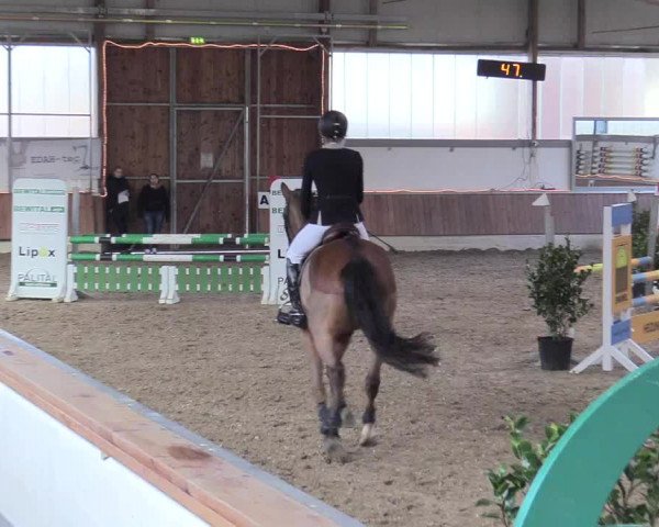 Reitturnier Südlohn-Oeding 2018