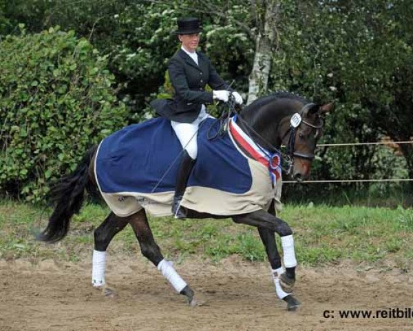 dressage horse Decuma (Hanoverian, 2002, from Don Frederico)