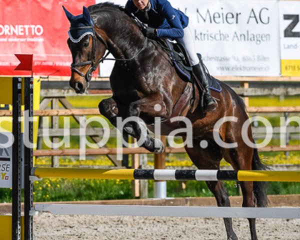 jumper Galao (Westphalian, 2012, from Galayo La Silla)