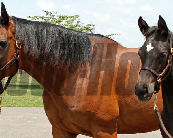 broodmare Dalicia xx (Thoroughbred, 2001, from Acatenango xx)