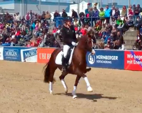 broodmare High Society 37 (German Warmblood, 2010, from Halifax)