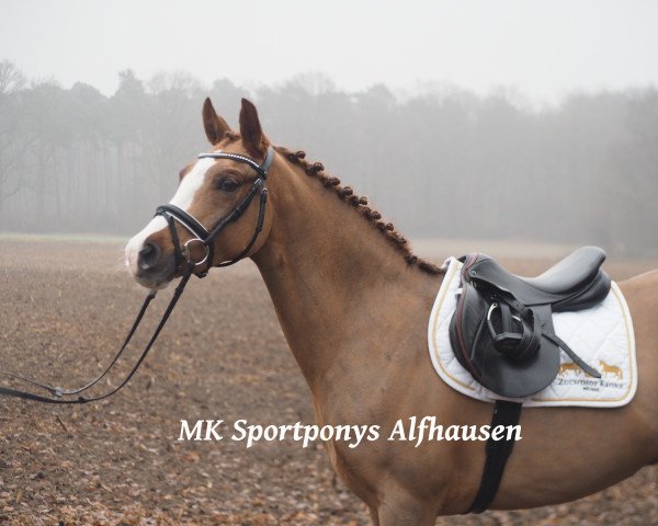 dressage horse Ronaldo 239 (German Riding Pony, 2011, from Rakt's Rocky)