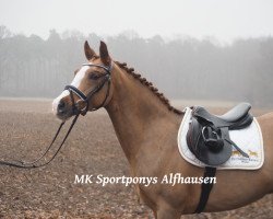 dressage horse Ronaldo 239 (German Riding Pony, 2011, from Rakt's Rocky)