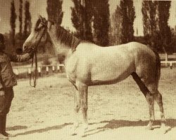 broodmare Nafaa ox (Arabian purebred, 1941, from Obeyan el Siefi DB)