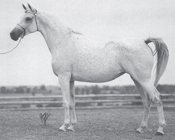 Zuchtstute SF Bint Mamlouka EAO (Vollblutaraber, 1959, von Mashhour 1941 RAS) Zuchtstute SF Bint Mamlouka EAO (Vollblutaraber, 1959, von Mashhour 1941 RAS)