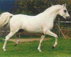 stallion Serenity Habib EAO (Arabian purebred, 1983, from Khofo 1965 EAO)