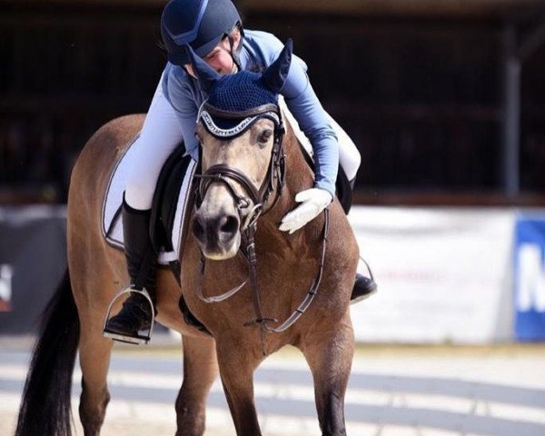 dressage horse Lettenhofs Derano D'Oro (German Riding Pony, 2006, from Derano Gold)