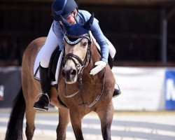 Dressurpferd Lettenhofs Derano D'Oro (Deutsches Reitpony, 2006, von Derano Gold)
