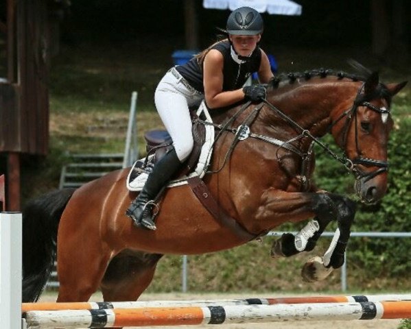 Springpferd Tarkan GL (Rheinländer, 2004, von Templer GL xx)