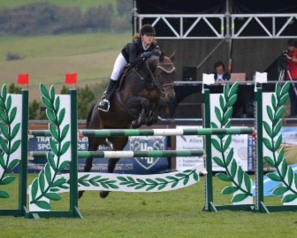 broodmare Cantiga (Hanoverian, 2006, from Conteur)